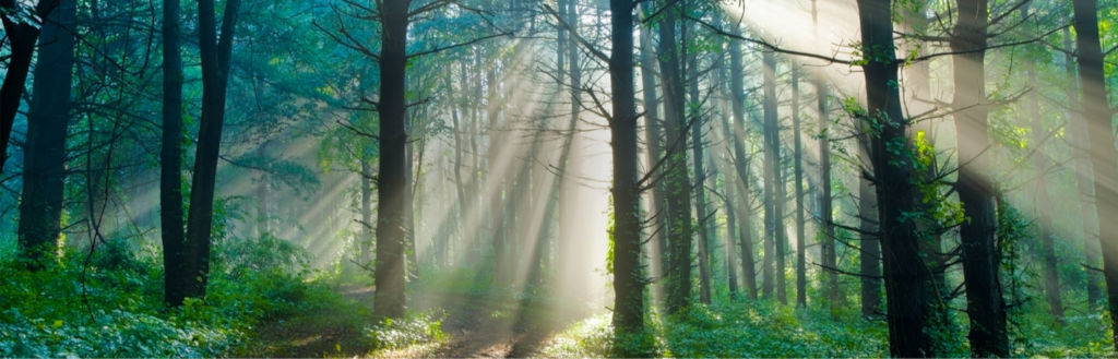 Odoo • Pilt ja tekst